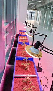 微藻生物肥室内试验区